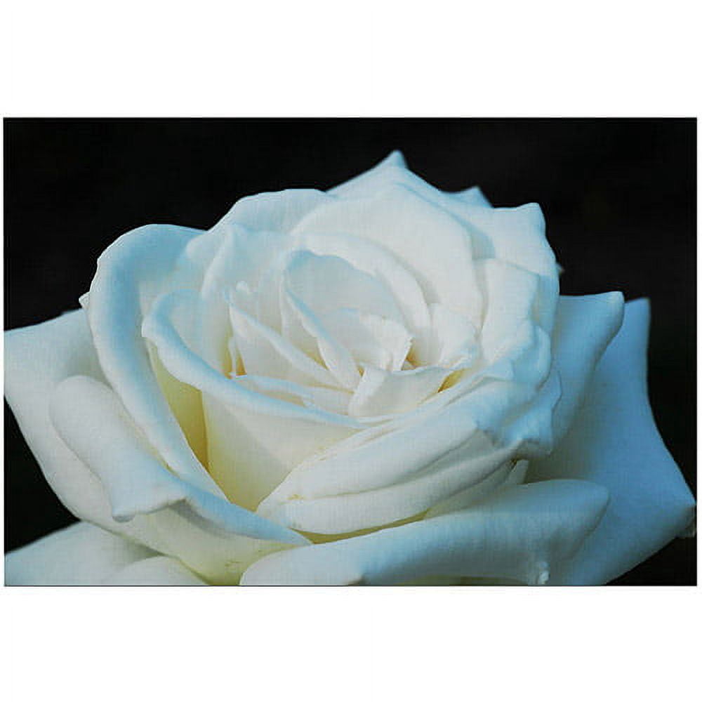 Trademark Art "White Rose Beauty II" by Kurt Shaffer, 16x24