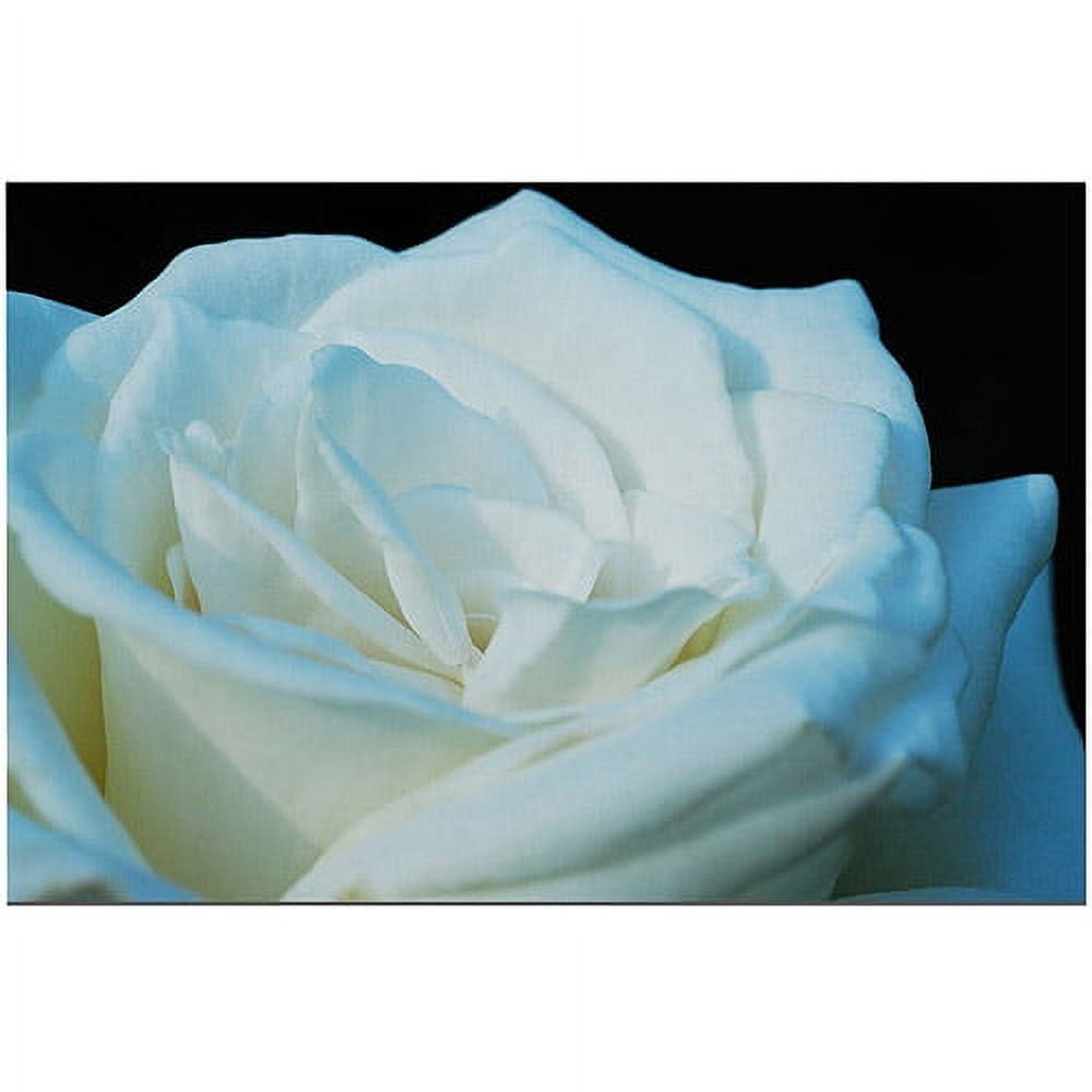 White Rose Botanical Canvas Art with Wooden Frame