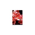 thumbnail image 1 of Trademark Art "Wild Roses" Canvas Wall Art by David Lloyd Glover, 1 of 1