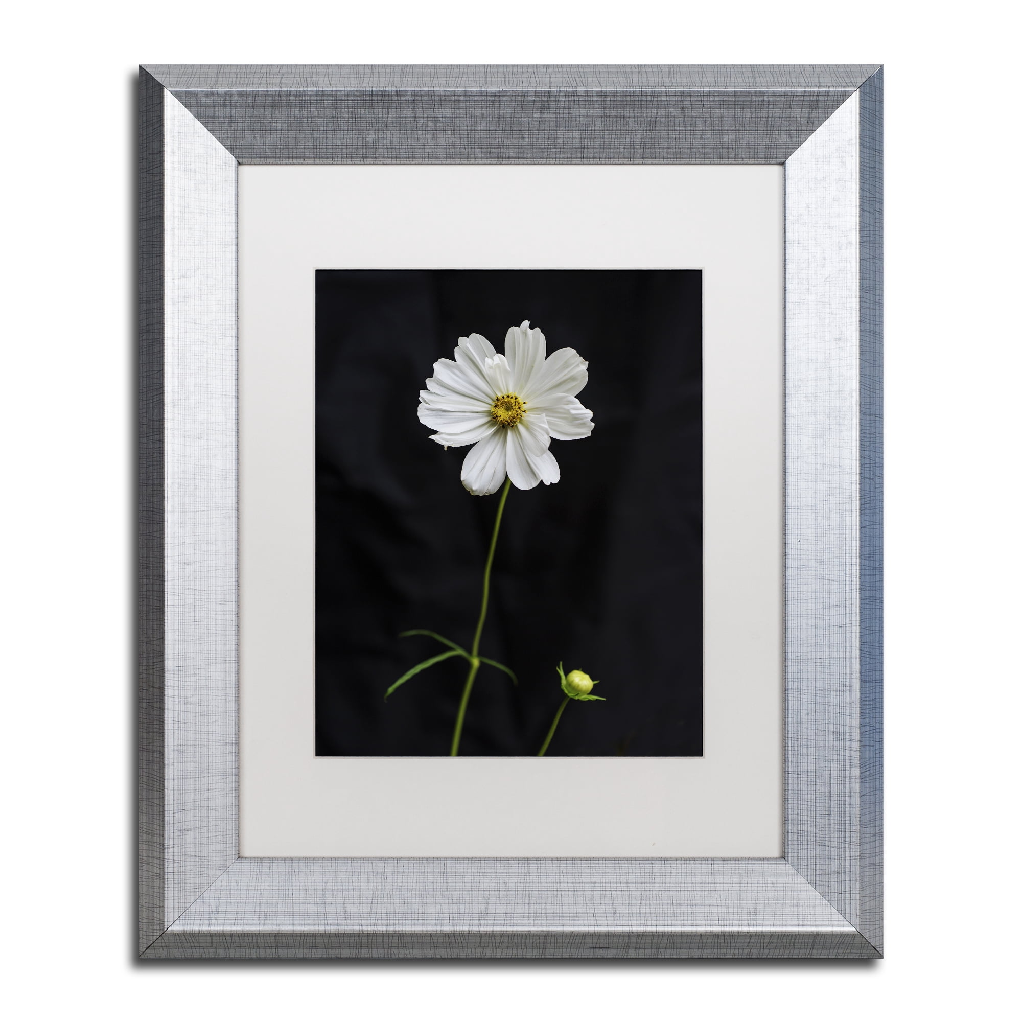 Trademark Fine Art 11 x 14 Matted Framed Art ' White Cosmos on Black ' by Kurt Shaffer