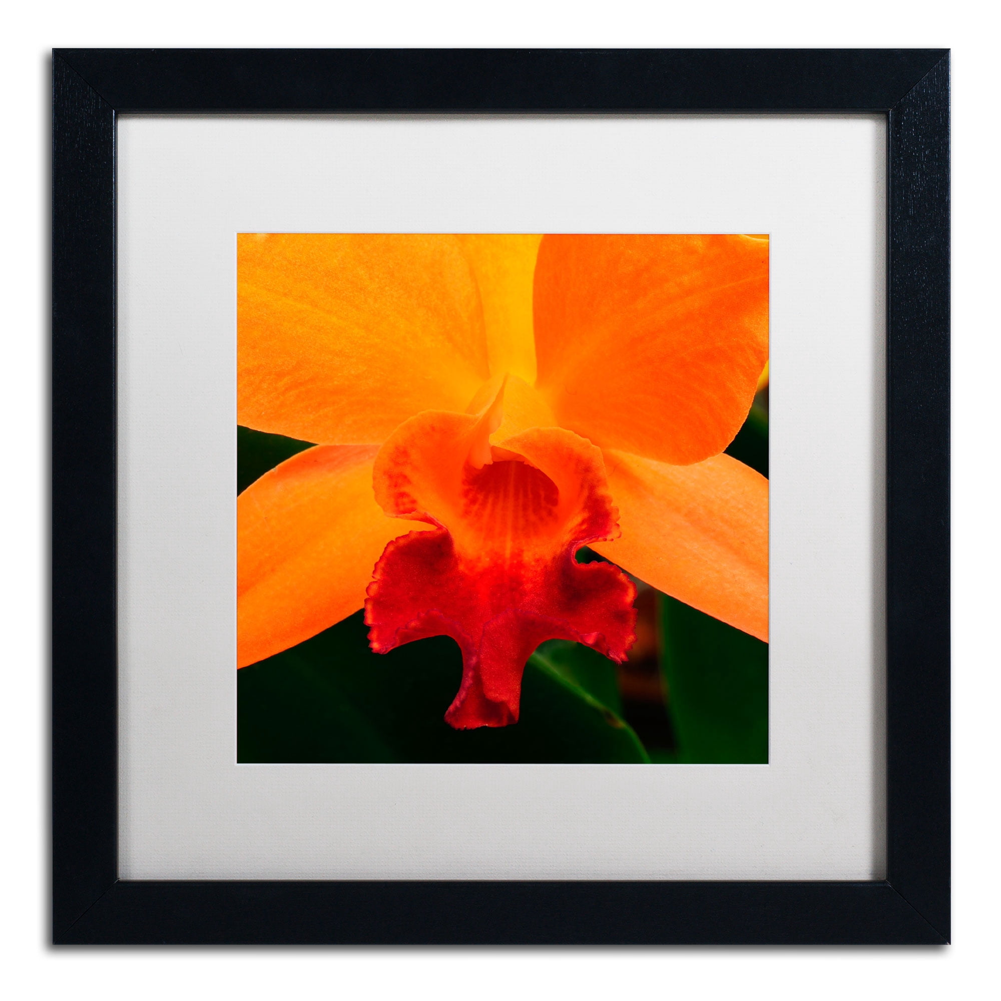 Trademark Fine Art 16 x 16 Animals Matted Framed Art ' Brilliant Orchid on Fire ' by Kurt Shaffer
