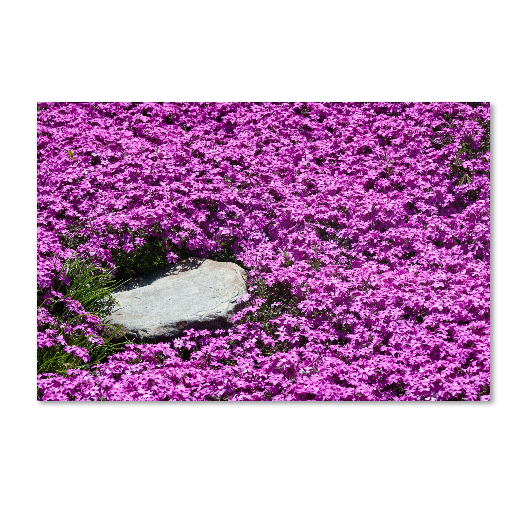 Trademark Fine Art 16 x 24 Floral Canvas Art ' Island in Purple ' by Kurt Shaffer