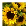 thumbnail image 1 of Trademark Fine Art Amy Vangsgard Sunflowers Canvas Wall Art - 18x18, 1 of 5