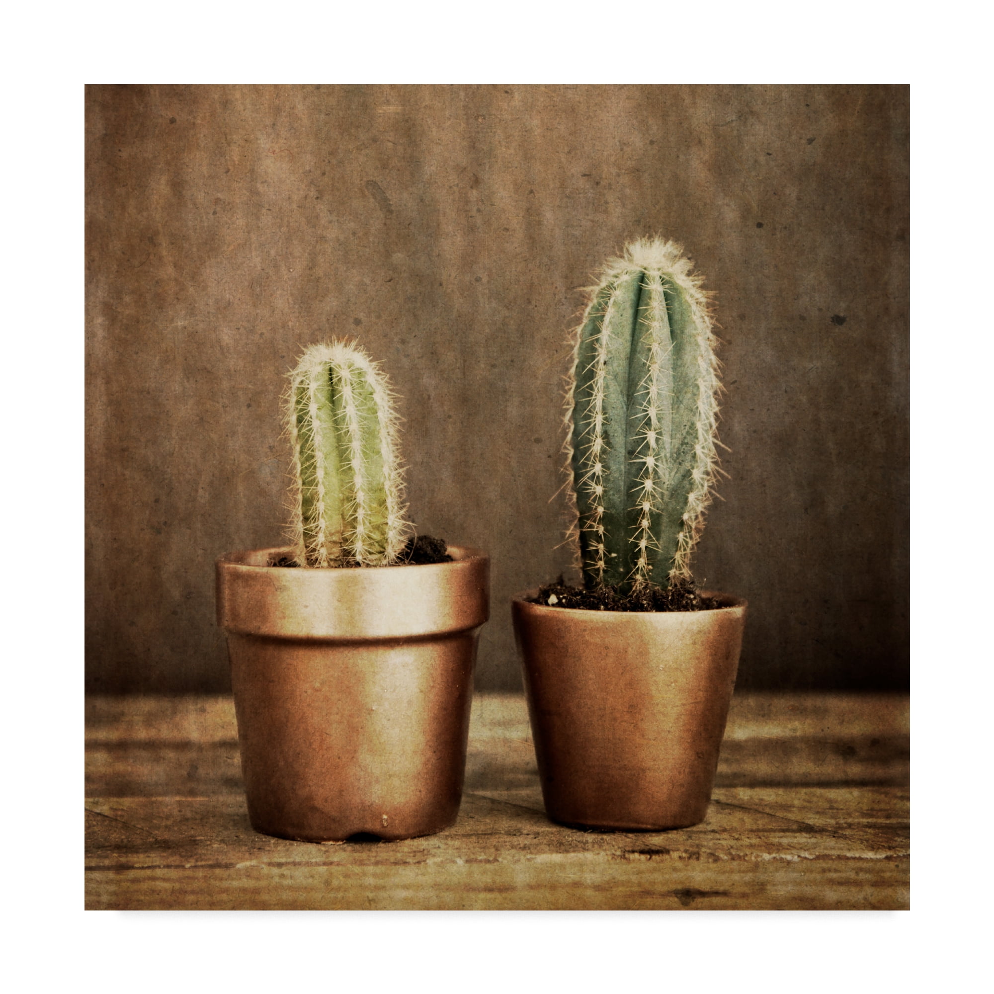 Trademark Fine Art '2 Cacti On Brown Texture' Canvas Art by Tom Quartermaine