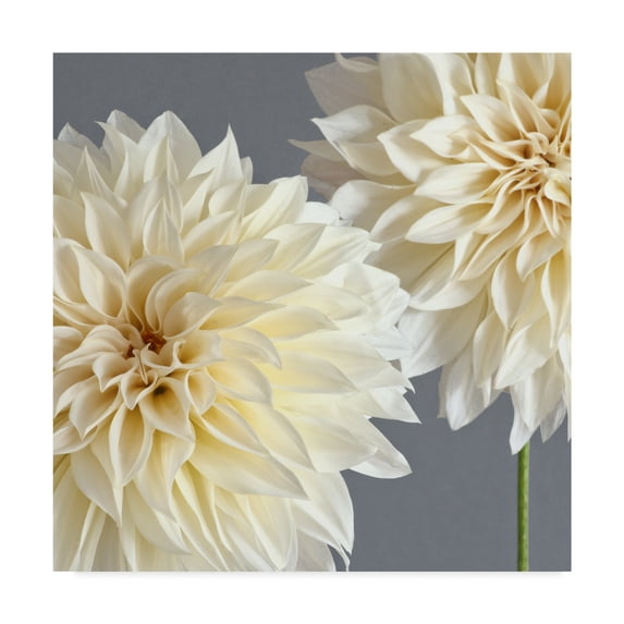 Trademark Fine Art '2 Cream Dahlias On Gray' Canvas Art by Tom Quartermaine