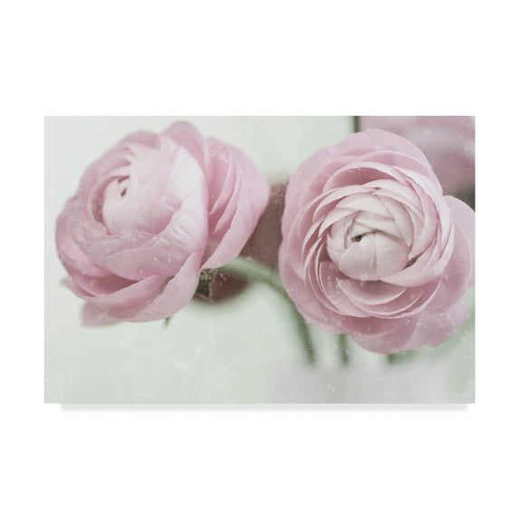 Trademark Fine Art '2 Pink Ranunculus' Canvas Art by Tom Quartermaine
