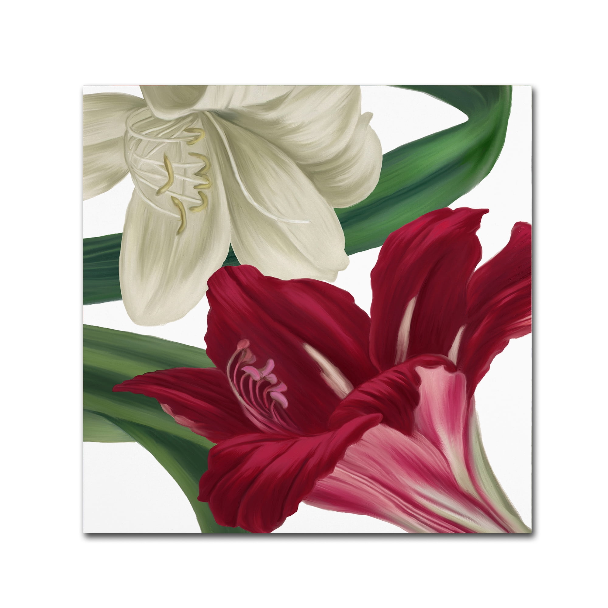 Trademark Fine Art 24 x 24 Canvas Art ' Christmas Amaryllis II ' by Color Bakery