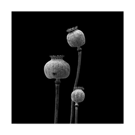 Trademark Fine Art '3 Poppy Heads Bw' Canvas Art by Tom Quartermaine