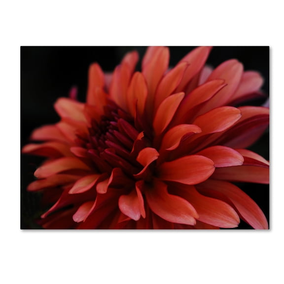 Trademark Fine Art 30 x 42 Floral Canvas Art ' 'Red Dahlia' ' by Kurt Shaffer
