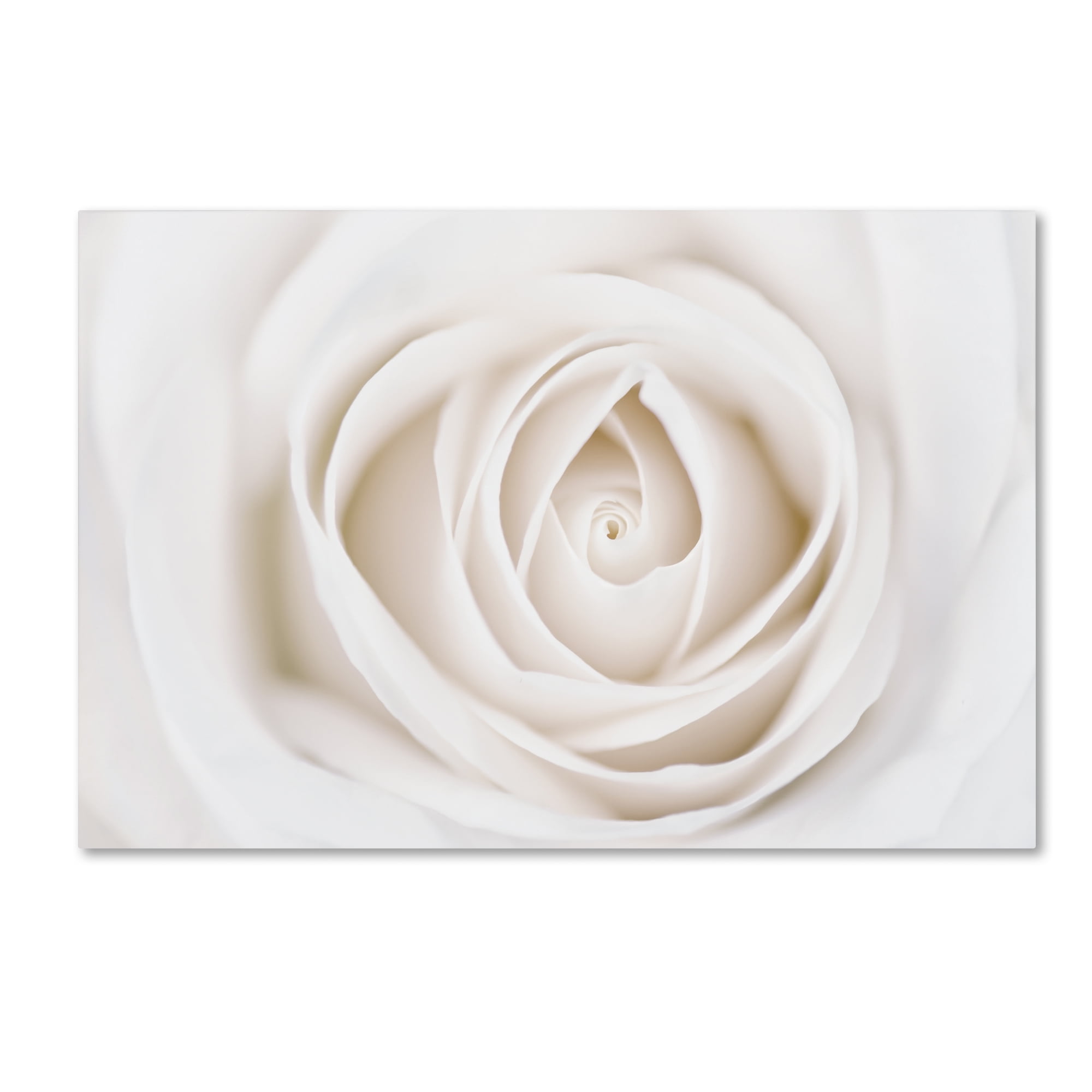 Large White Rose Canvas Art with Wooden Frame