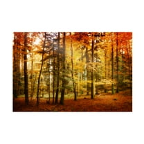 Trademark Fine Art Philippe Sainte-Laudy Brilliant Fall Color Canvas Wall Art - 30x47