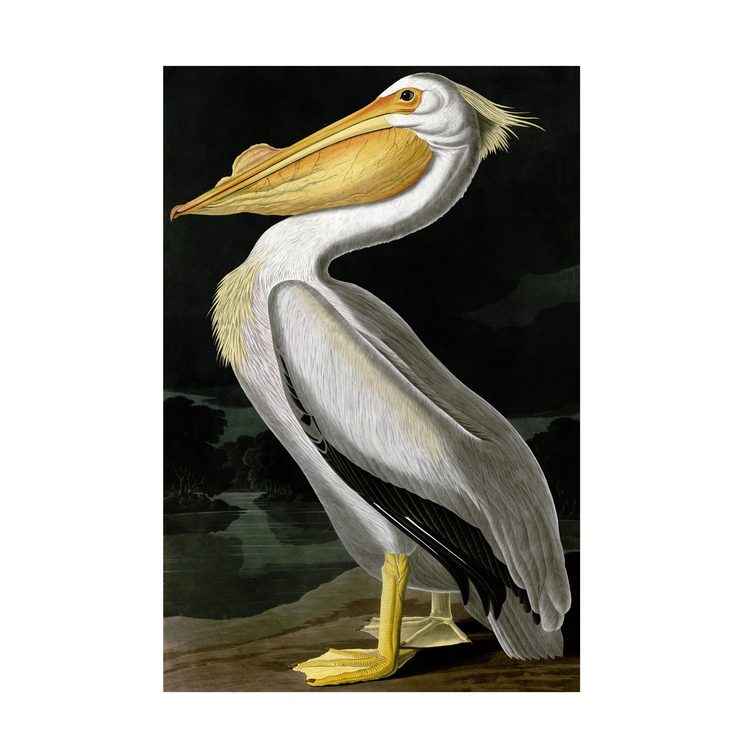 Trademark Fine Art John James Audubon American White Pelican Canvas Wall Art - 30x47