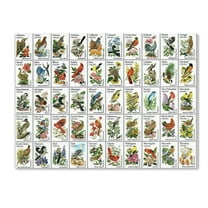 Trademark Fine Art '50 Birds' Canvas Art by Vintage Apple Collection
