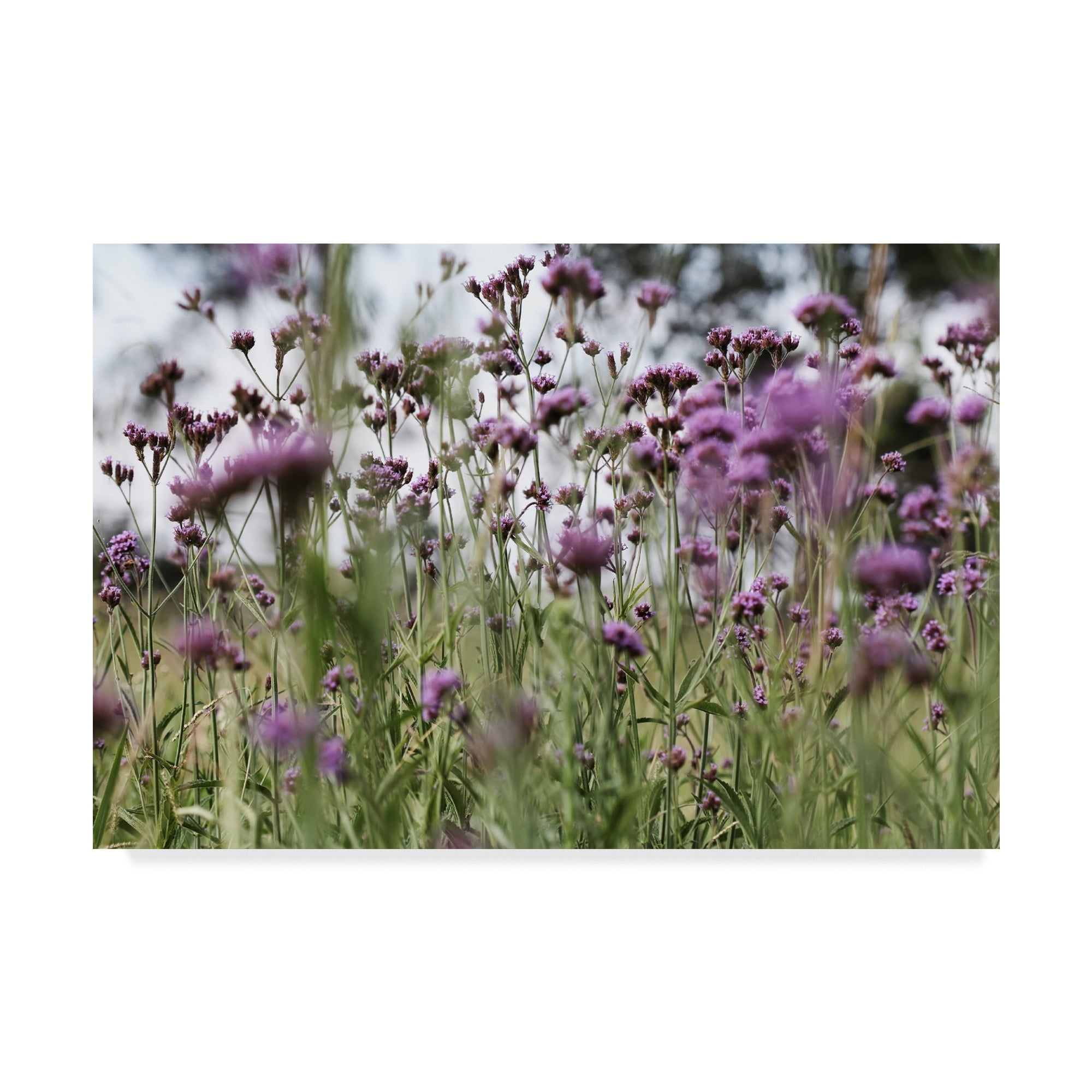 Purple Floral Field Gallery-Wrapped Canvas Art 12 x 19