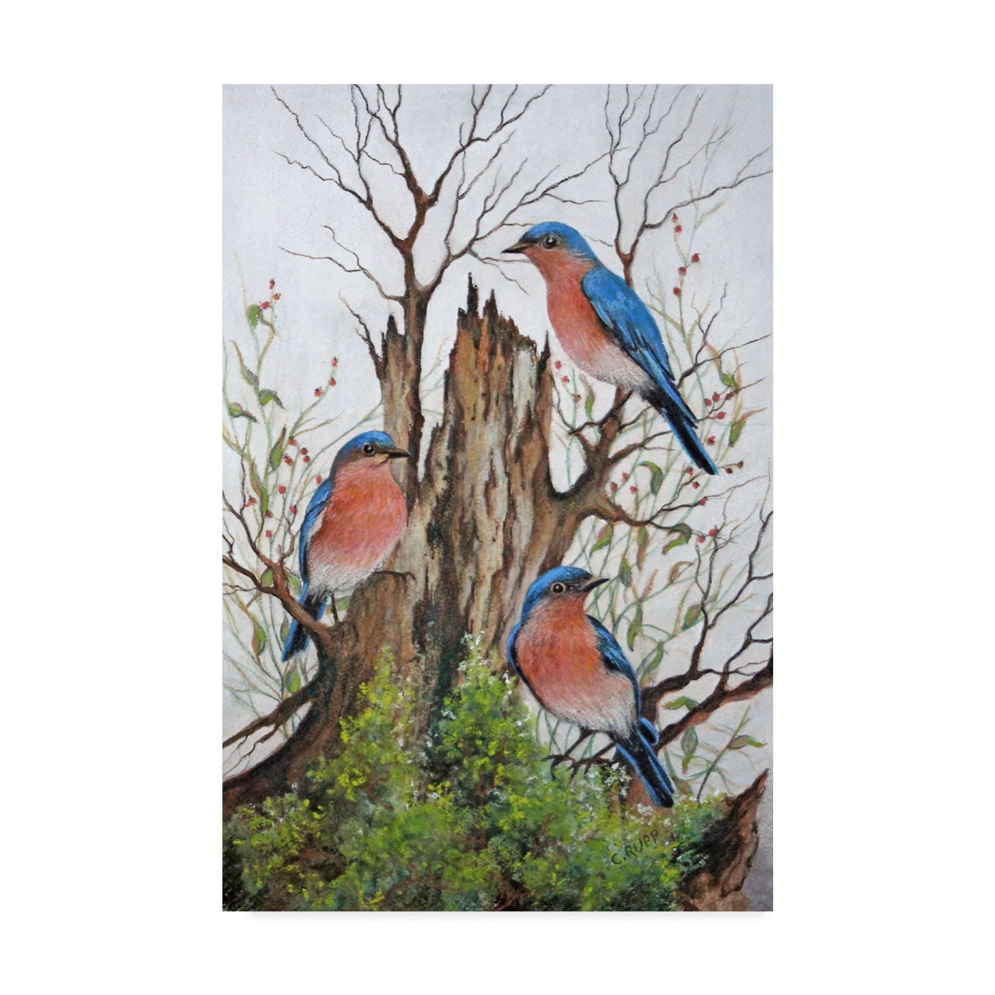 Trademark Fine Art 'A Bluebird Morning' Canvas Art by Carol J Rupp