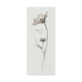 thumbnail image 1 of Trademark Fine Art 'A Country Cosmos' Canvas Art by Lisa Audit, 1 of 3