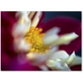 thumbnail image 1 of Trademark Fine Art "A Different Kind of Dahlia" Canvas Art by Kurt Shaffer, 1 of 4