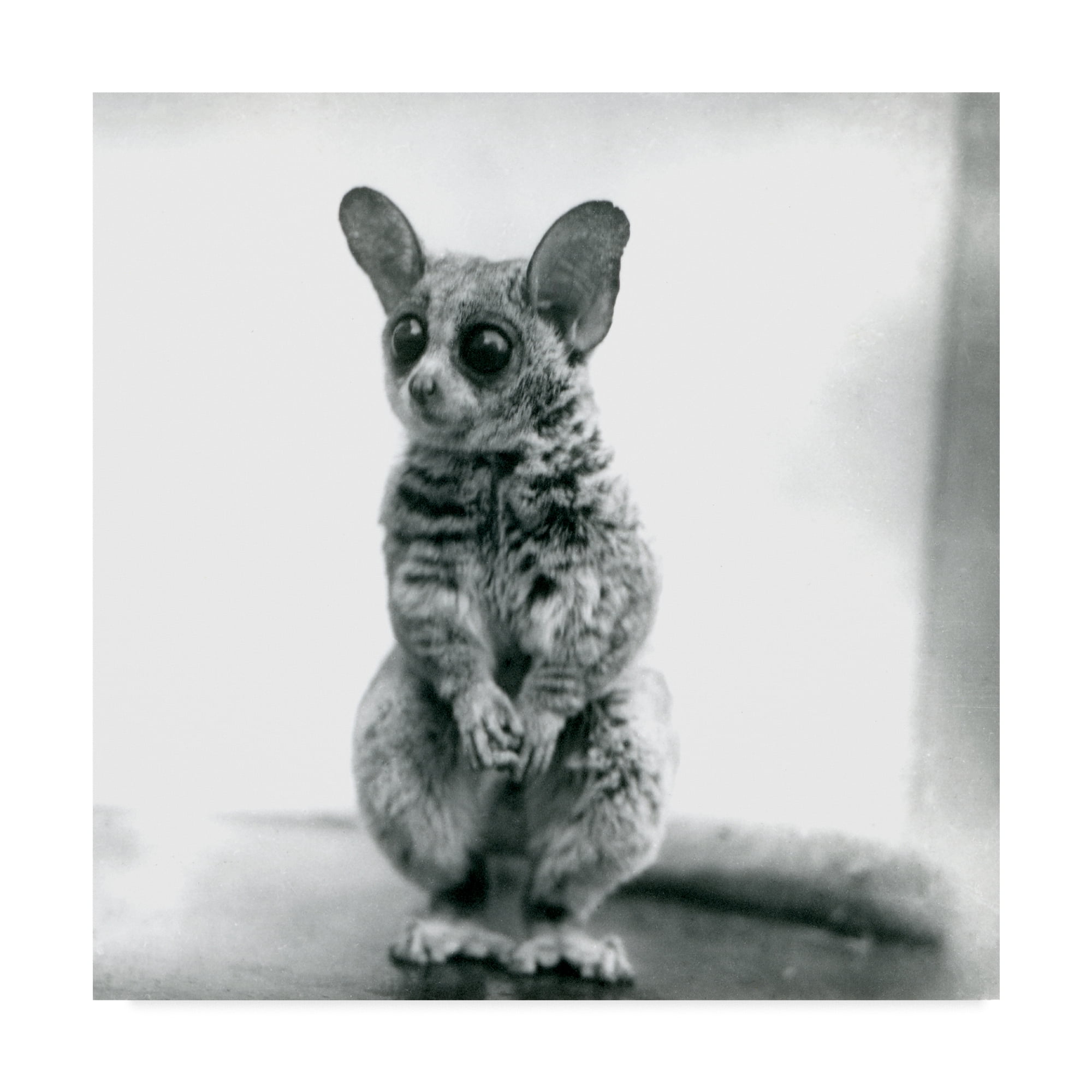 Trademark Fine Art 'A Galago Moholi' Canvas Art by Frederick William Bond
