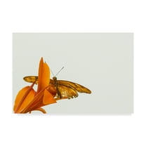 Trademark Fine Art 'A Kiss Of Orange' Canvas Art by Chris Moyer