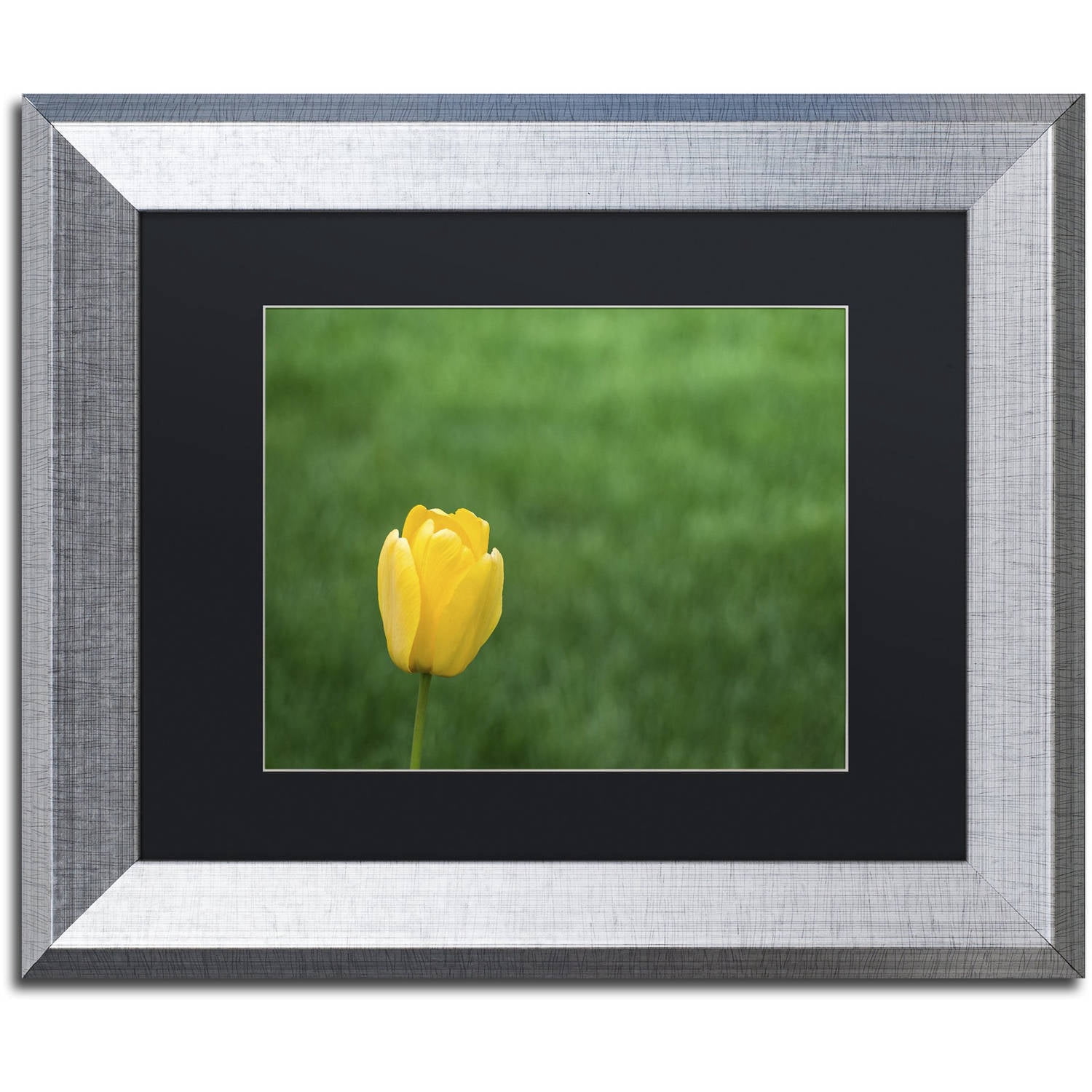 Trademark Fine Art "A Lone Yellow Tulip 2" Canvas Art by Kurt Shaffer, Black Matte, Silver Frame