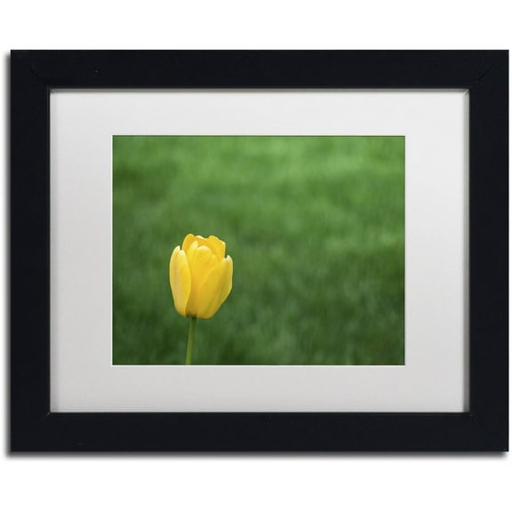 Trademark Fine Art "A Lone Yellow Tulip 2" Canvas Art by Kurt Shaffer, White Matte, Black Frame
