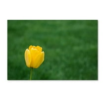 Trademark Fine Art "A Lone Yellow Tulip 2" Canvas Art by Kurt Shaffer