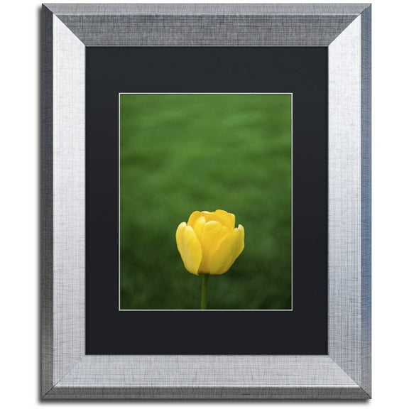 Trademark Fine Art "A Lone Yellow Tulip" Canvas Art by Kurt Shaffer, Black Matte, Silver Frame