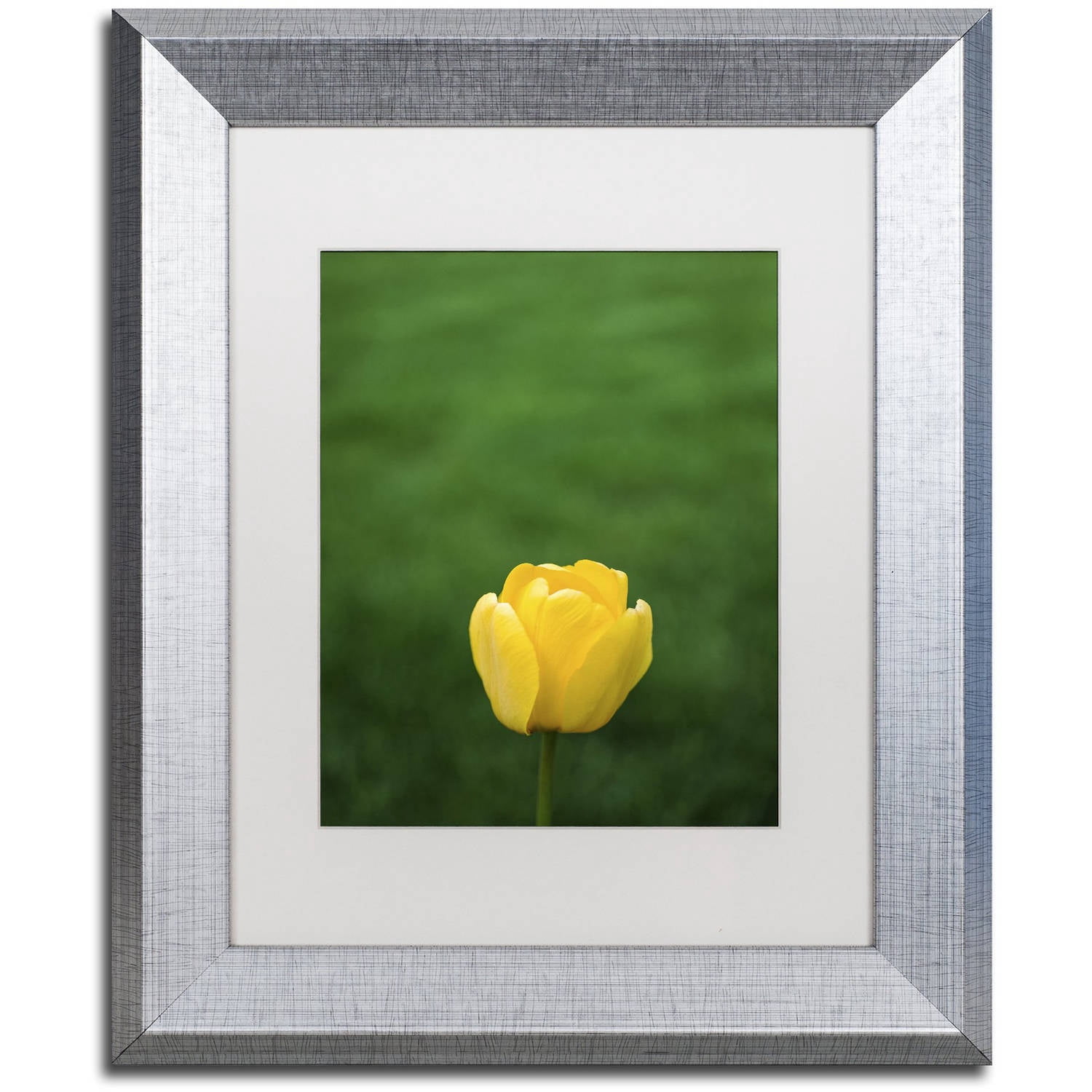 Trademark Fine Art "A Lone Yellow Tulip" Canvas Art by Kurt Shaffer, White Matte, Silver Frame