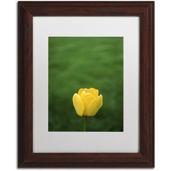Trademark Fine Art "A Lone Yellow Tulip" Canvas Art by Kurt Shaffer, White Matte, Wood Frame