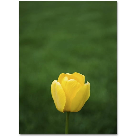 Trademark Fine Art "A Lone Yellow Tulip" Canvas Art by Kurt Shaffer