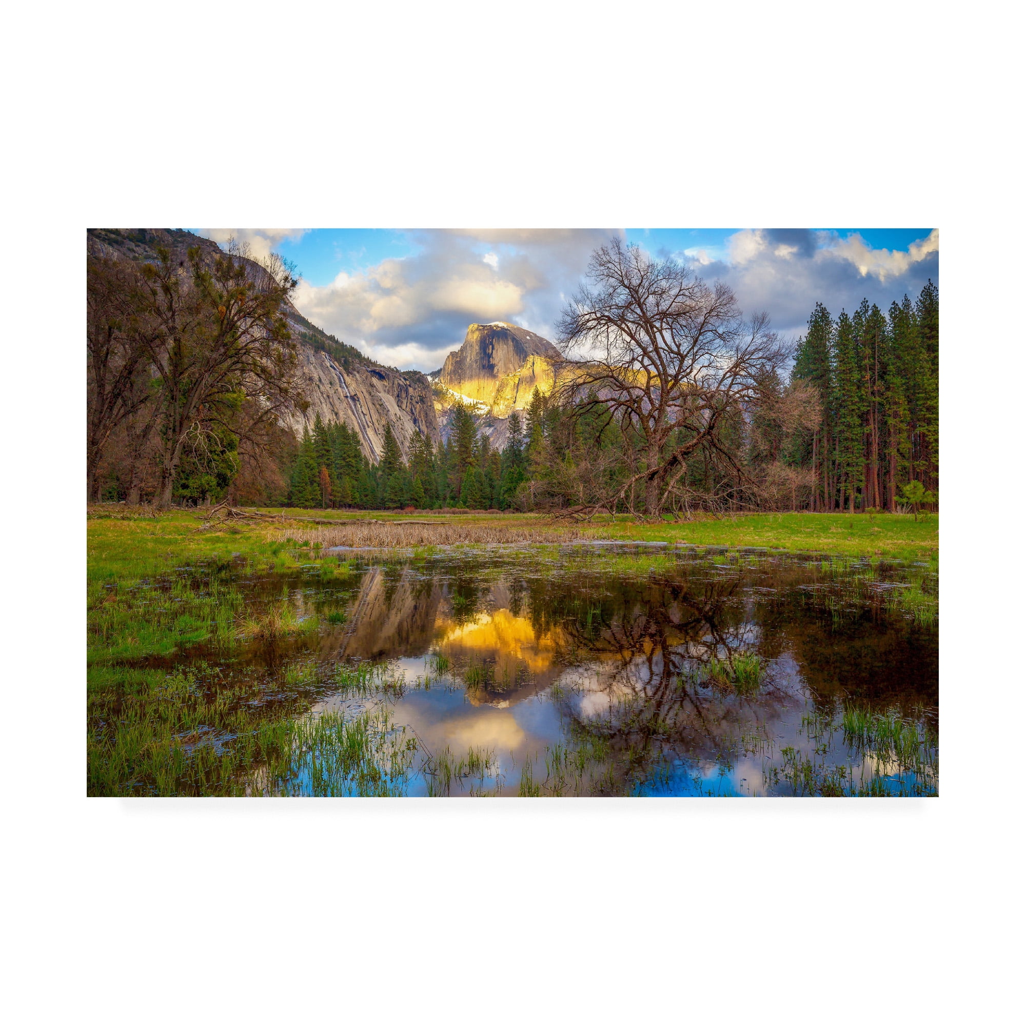 Trademark Fine Art 'A Mothers Tree' Canvas Art by Dave Gordo