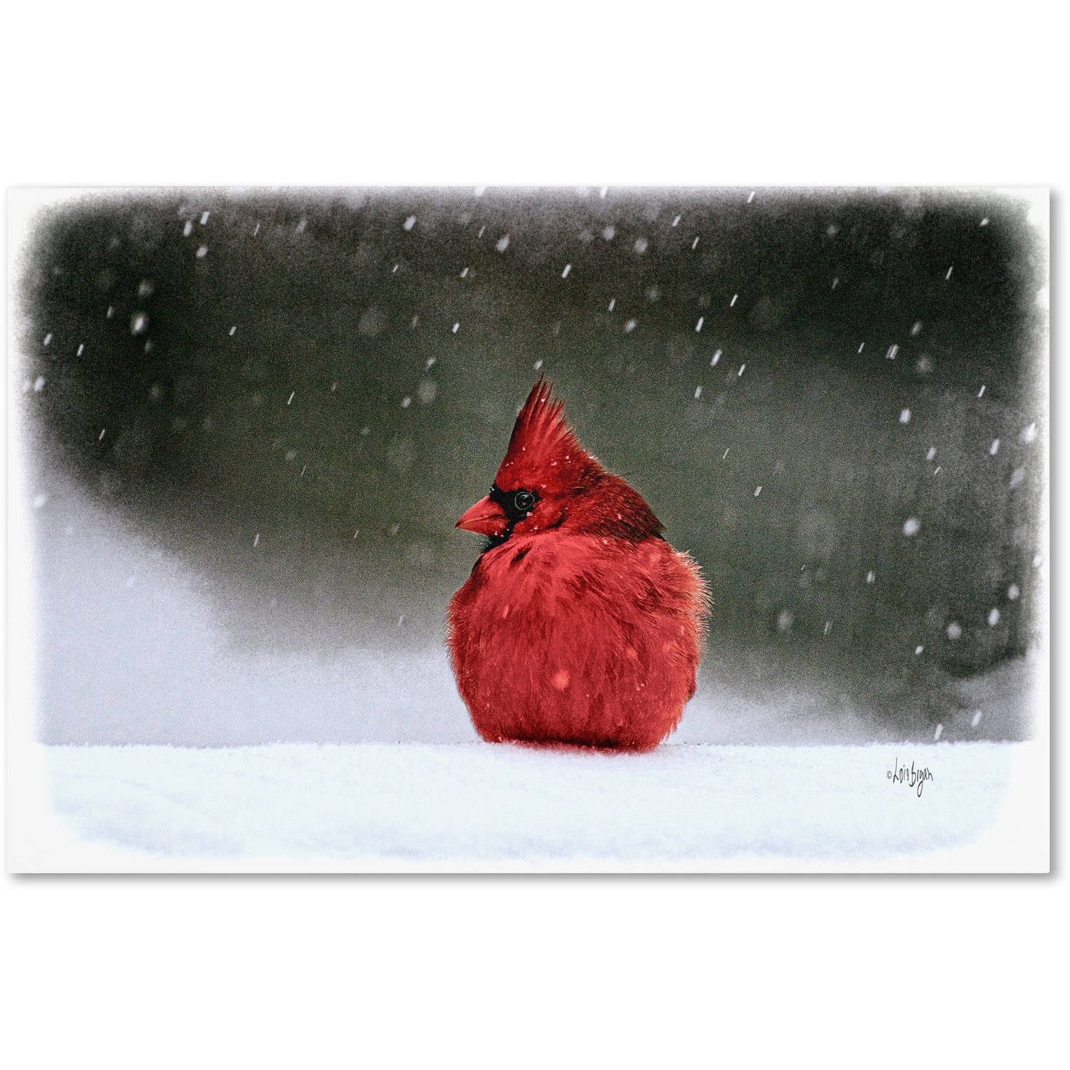 Trademark Fine Art "A Ruby in the Snow" Canvas Art by Lois Bryan