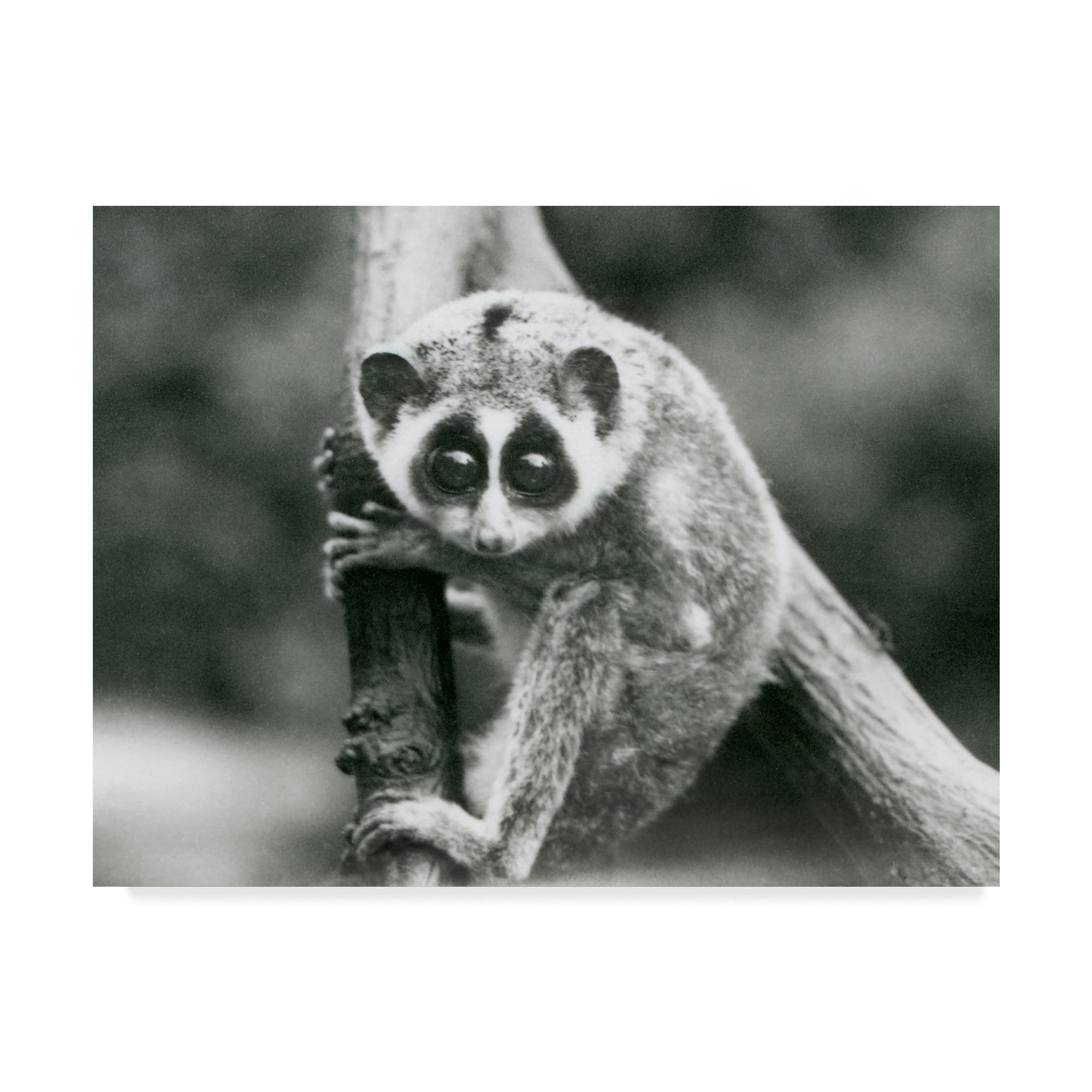 Trademark Fine Art 'A Slender Loris' Canvas Art by Frederick William Bond
