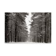 thumbnail image 1 of Trademark Fine Art 'A Snowy Walk IV' Canvas Art by James McLoughlin, 1 of 4