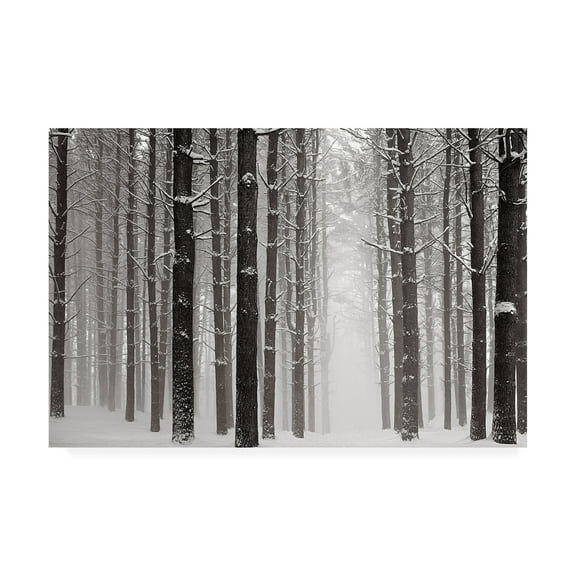 Trademark Fine Art 'A Snowy Walk V' Canvas Art by James McLoughlin