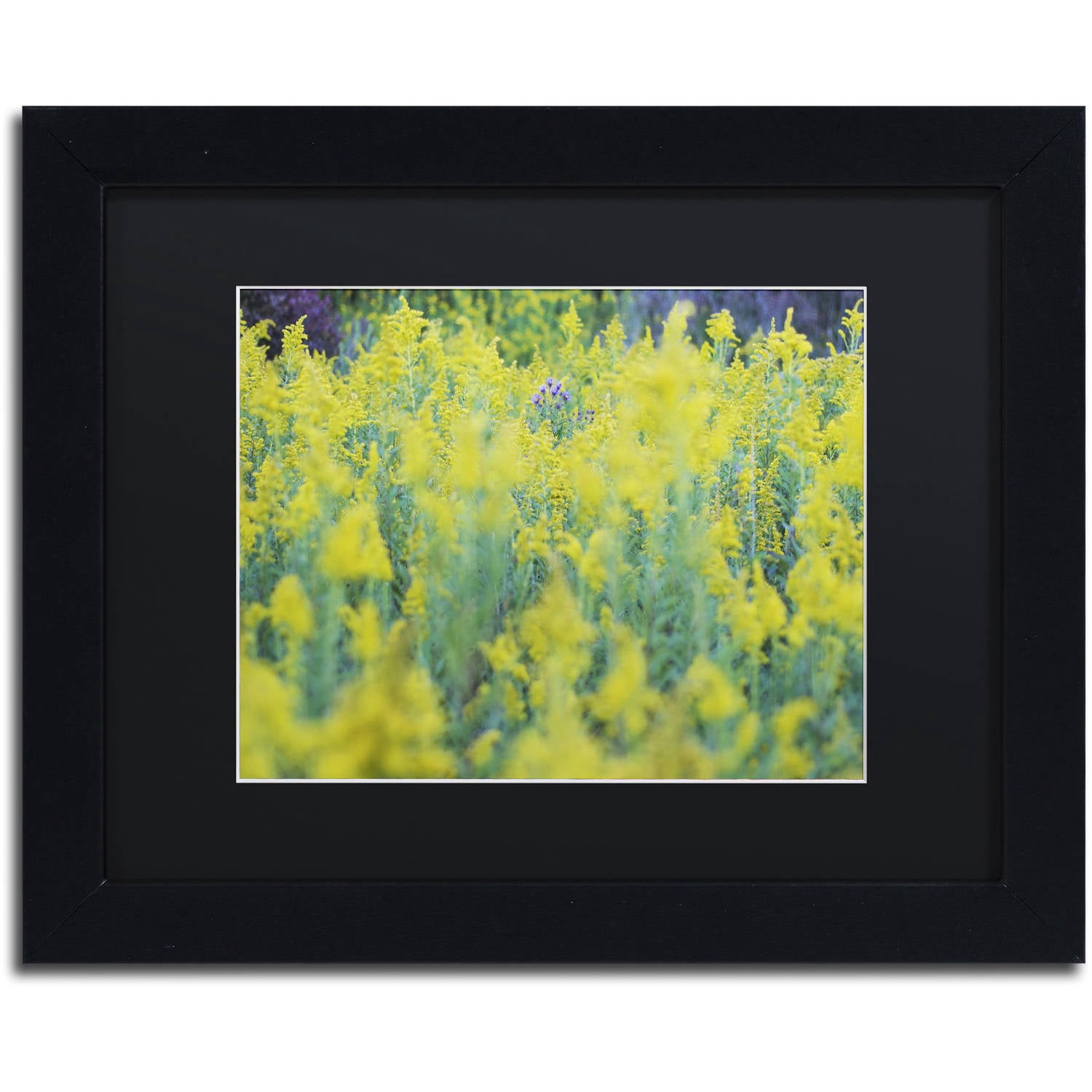 Trademark Fine Art "A Touch of Purple" Canvas Art by Kurt Shaffer, Black Matte, Black Frame