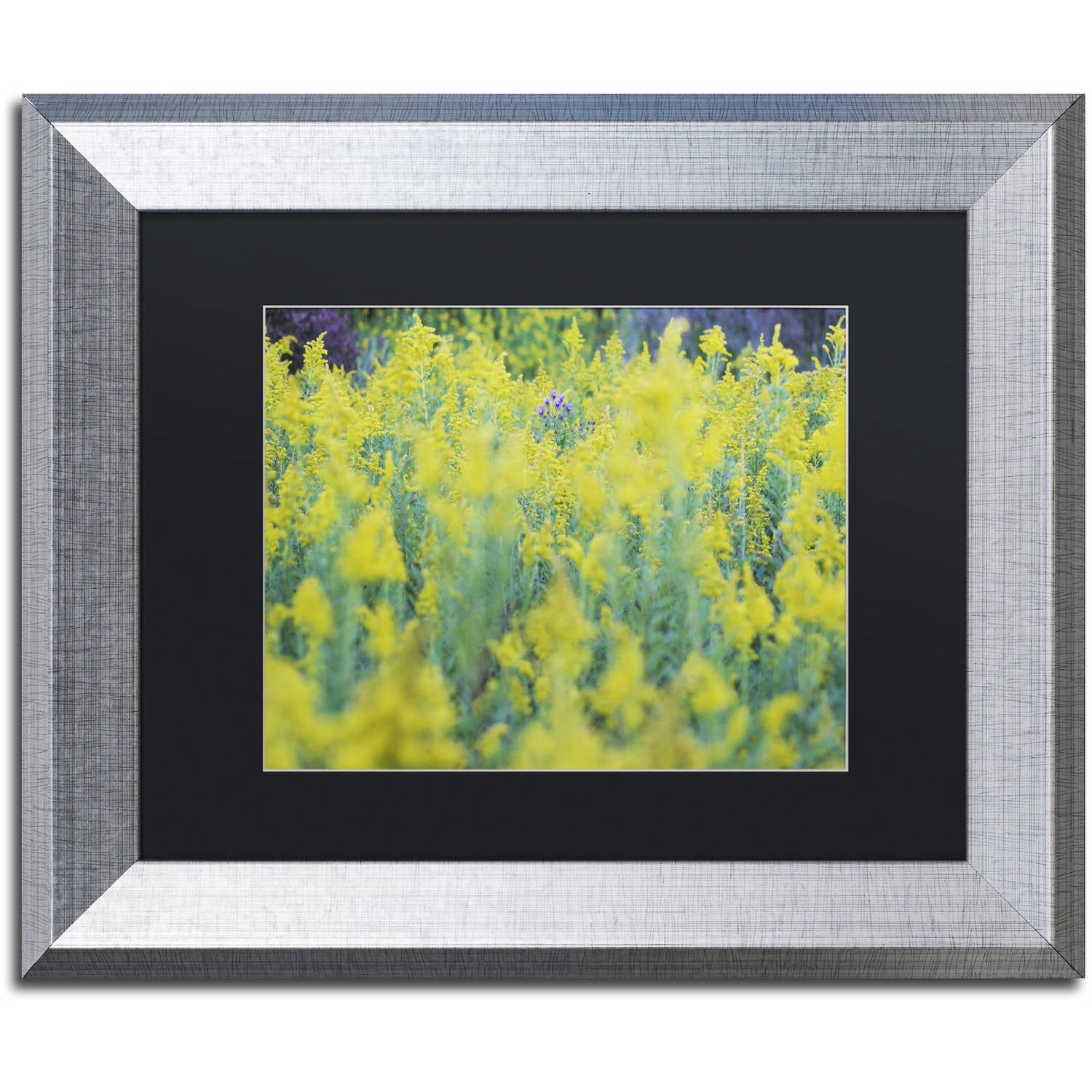 Trademark Fine Art "A Touch of Purple" Canvas Art by Kurt Shaffer, Black Matte, Silver Frame