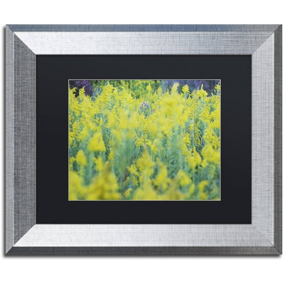 Trademark Fine Art "A Touch of Purple" Canvas Art by Kurt Shaffer, Black Matte, Silver Frame