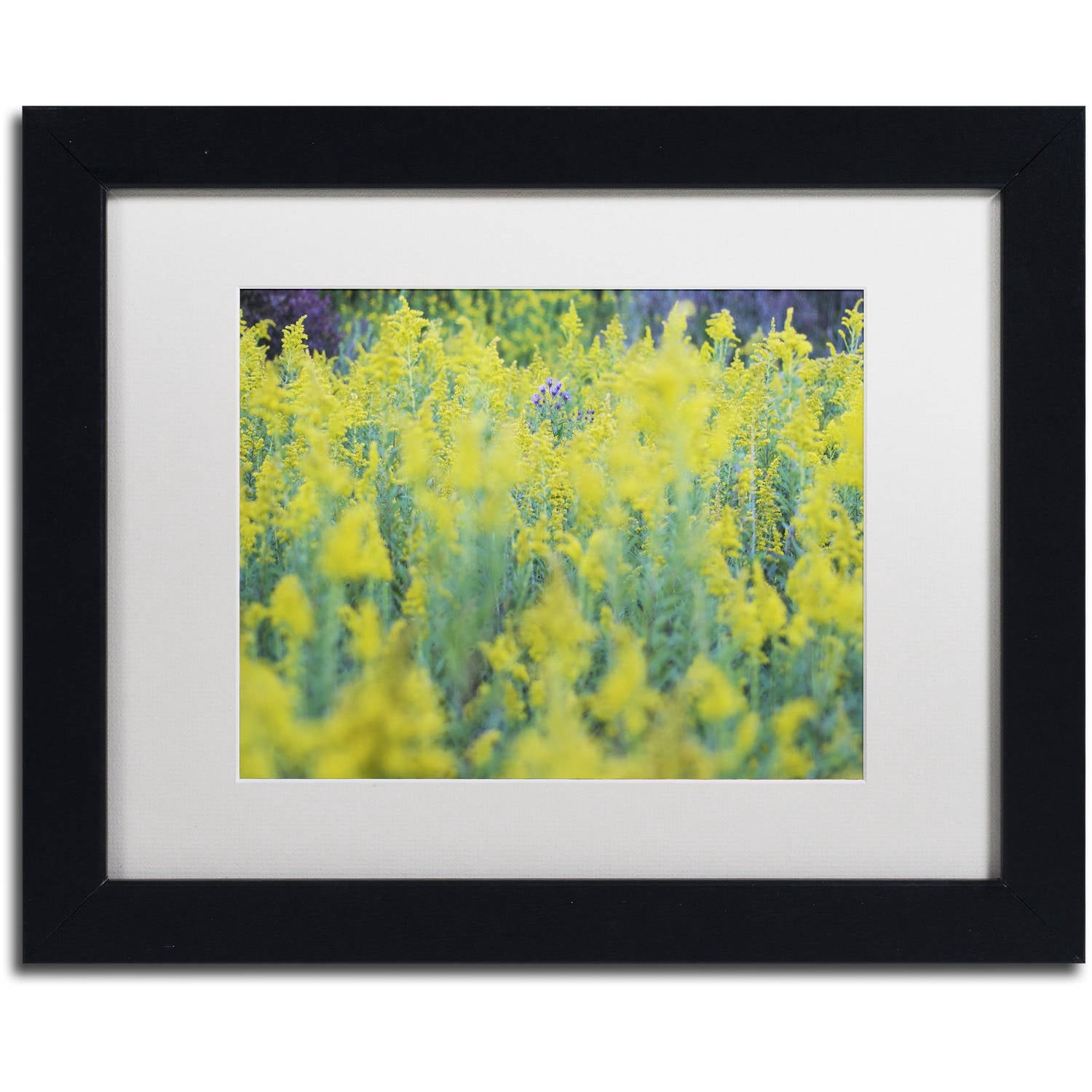 Trademark Fine Art "A Touch of Purple" Canvas Art by Kurt Shaffer, White Matte, Black Frame