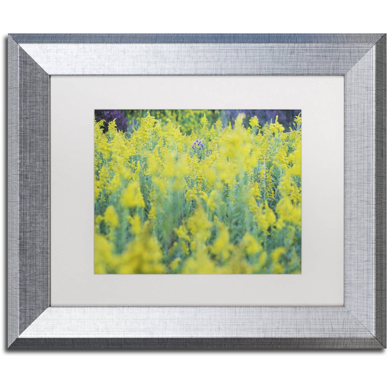 Trademark Fine Art "A Touch of Purple" Canvas Art by Kurt Shaffer, White Matte, Silver Frame