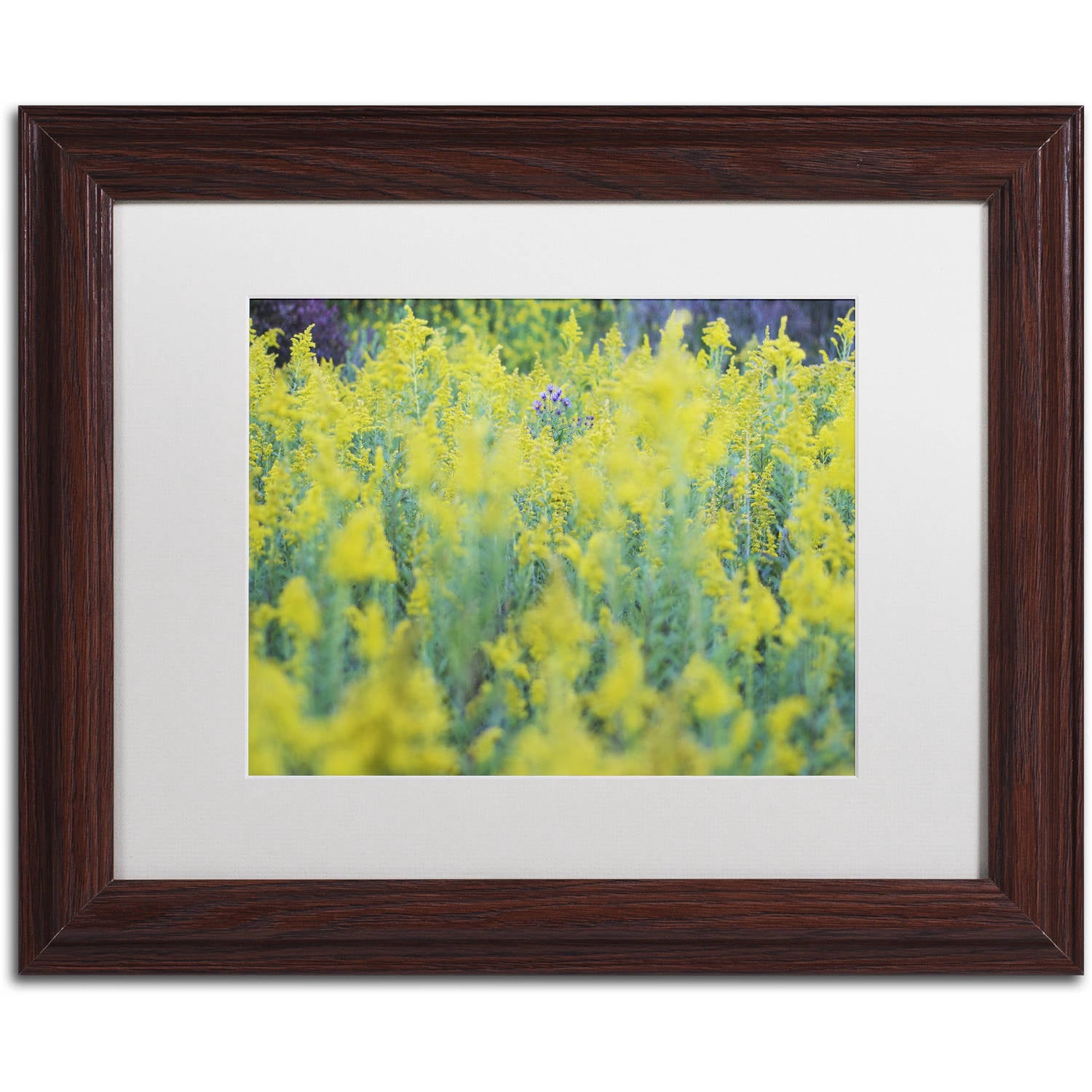 Trademark Fine Art "A Touch of Purple" Canvas Art by Kurt Shaffer, White Matte, Wood Frame