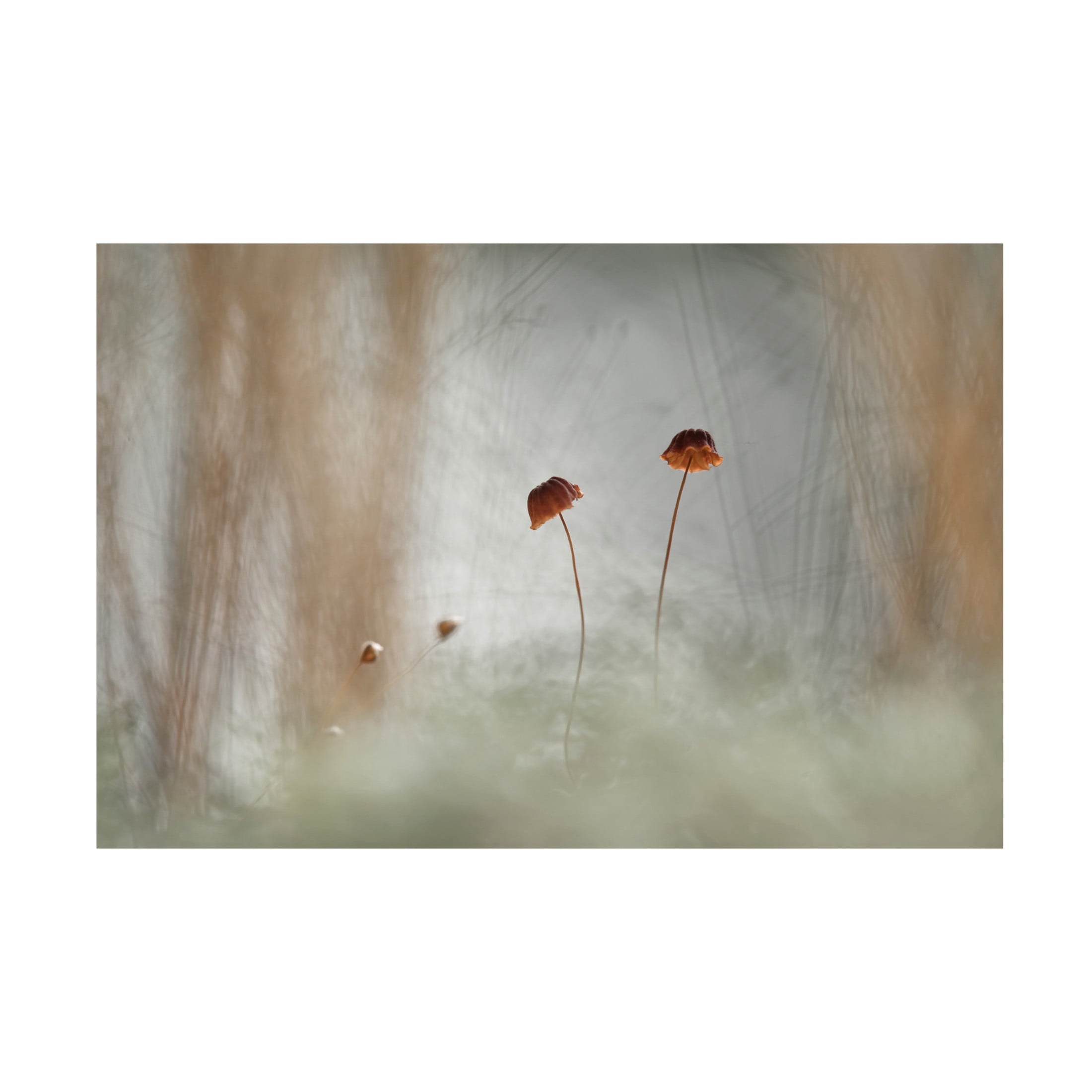 Trademark Fine Art Abdul Gapur Dayak Two and Two Canvas Wall Art