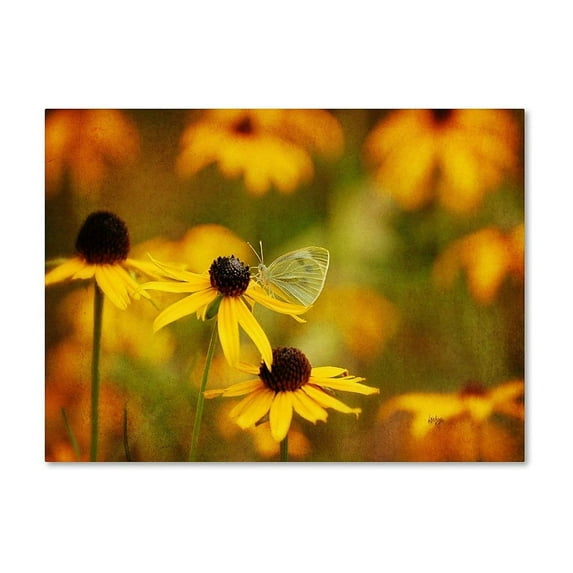 Trademark Fine Art "Abundance" Canvas Art by Lois Bryan