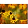 thumbnail image 1 of Trademark Fine Art "Abundance" Canvas Art by Lois Bryan, 1 of 3
