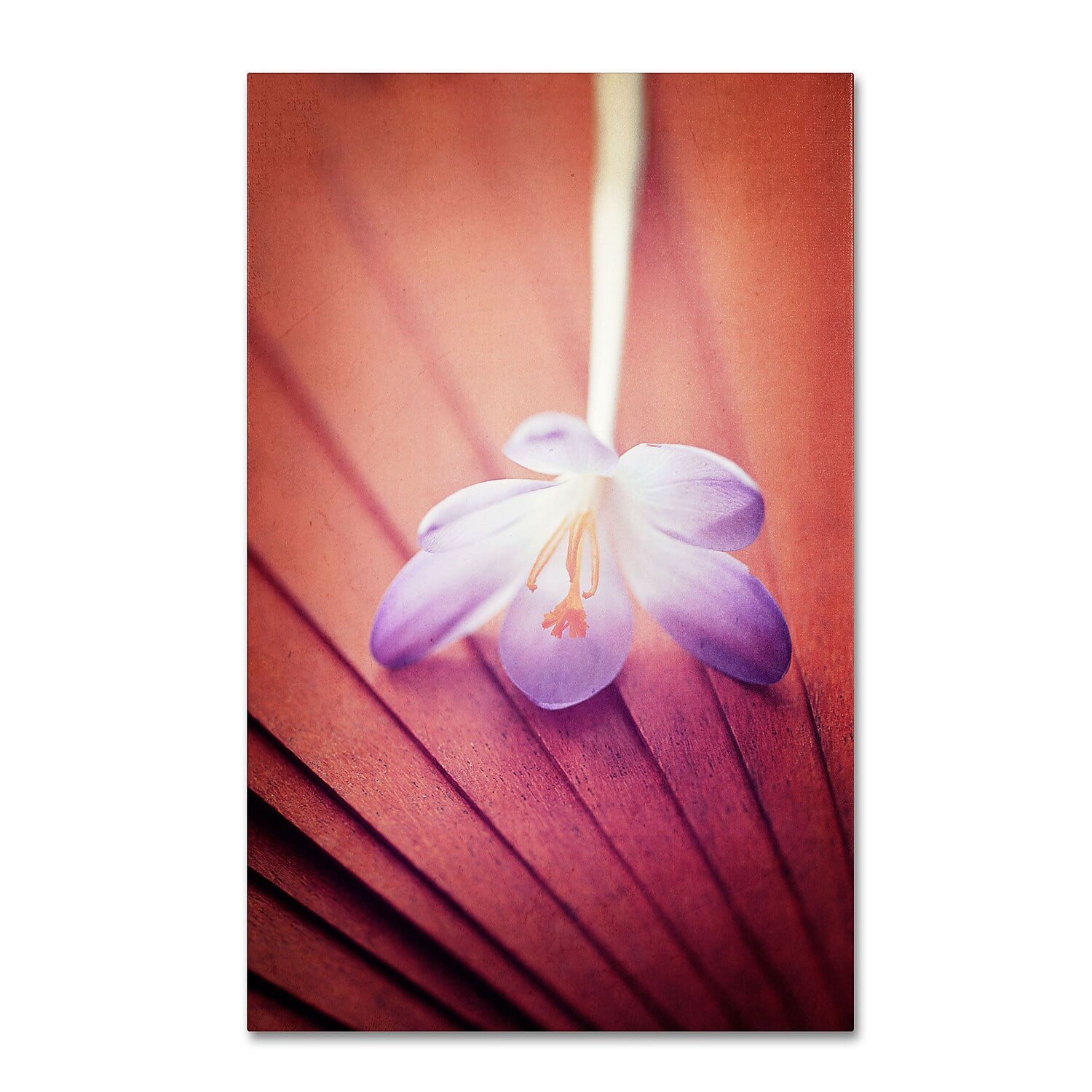 Trademark Fine Art "Access to Desires" Canvas Art by Philippe Sainte-Laudy