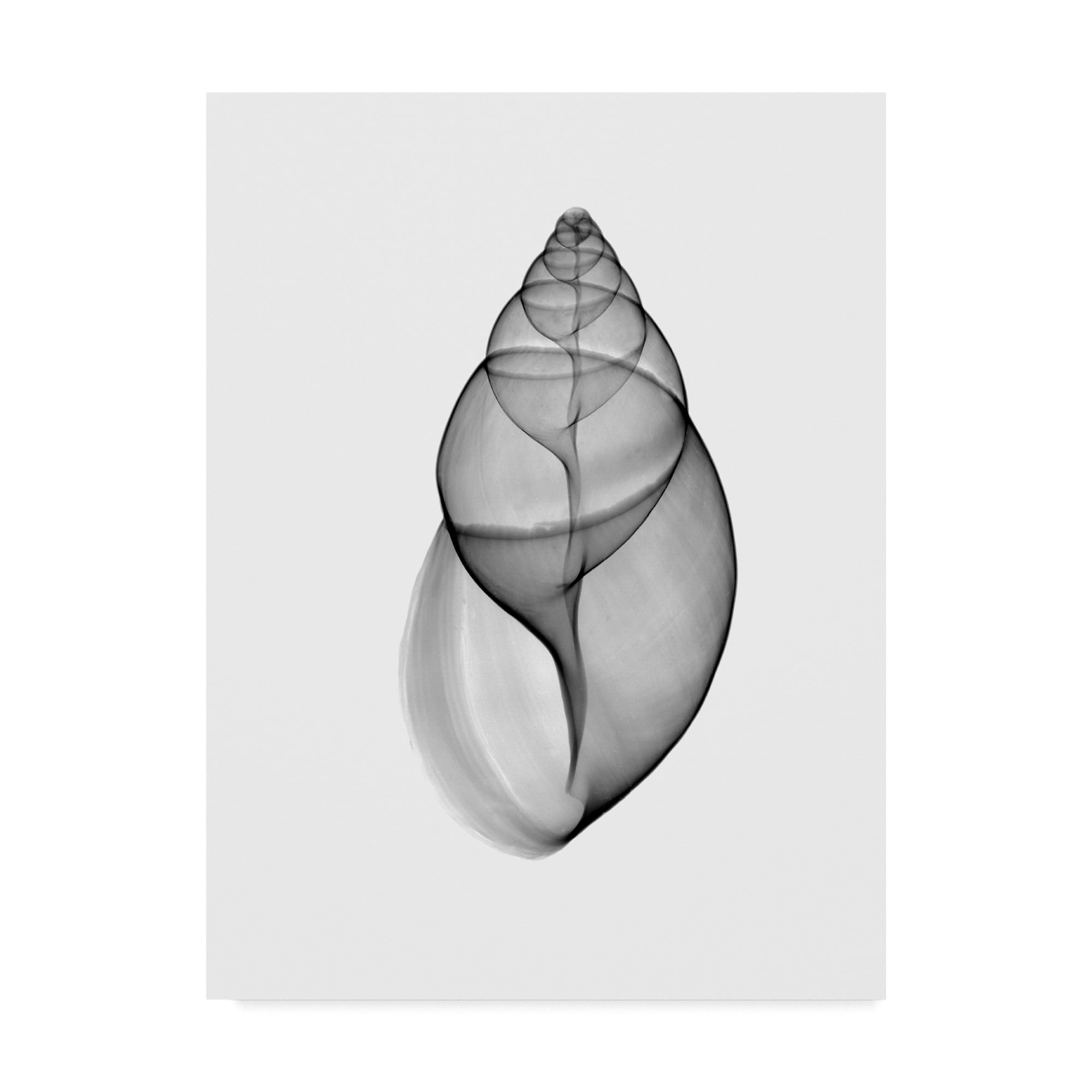 Trademark Fine Art 'Achatina Jpn Land Snail X Ray' Canvas Art by Bert Myers