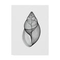thumbnail image 1 of Trademark Fine Art 'Achatina Jpn Land Snail X Ray' Canvas Art by Bert Myers, 1 of 3