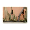 thumbnail image 1 of Trademark Fine Art 'Adobe Cactus2' Canvas Art by American School, 1 of 4