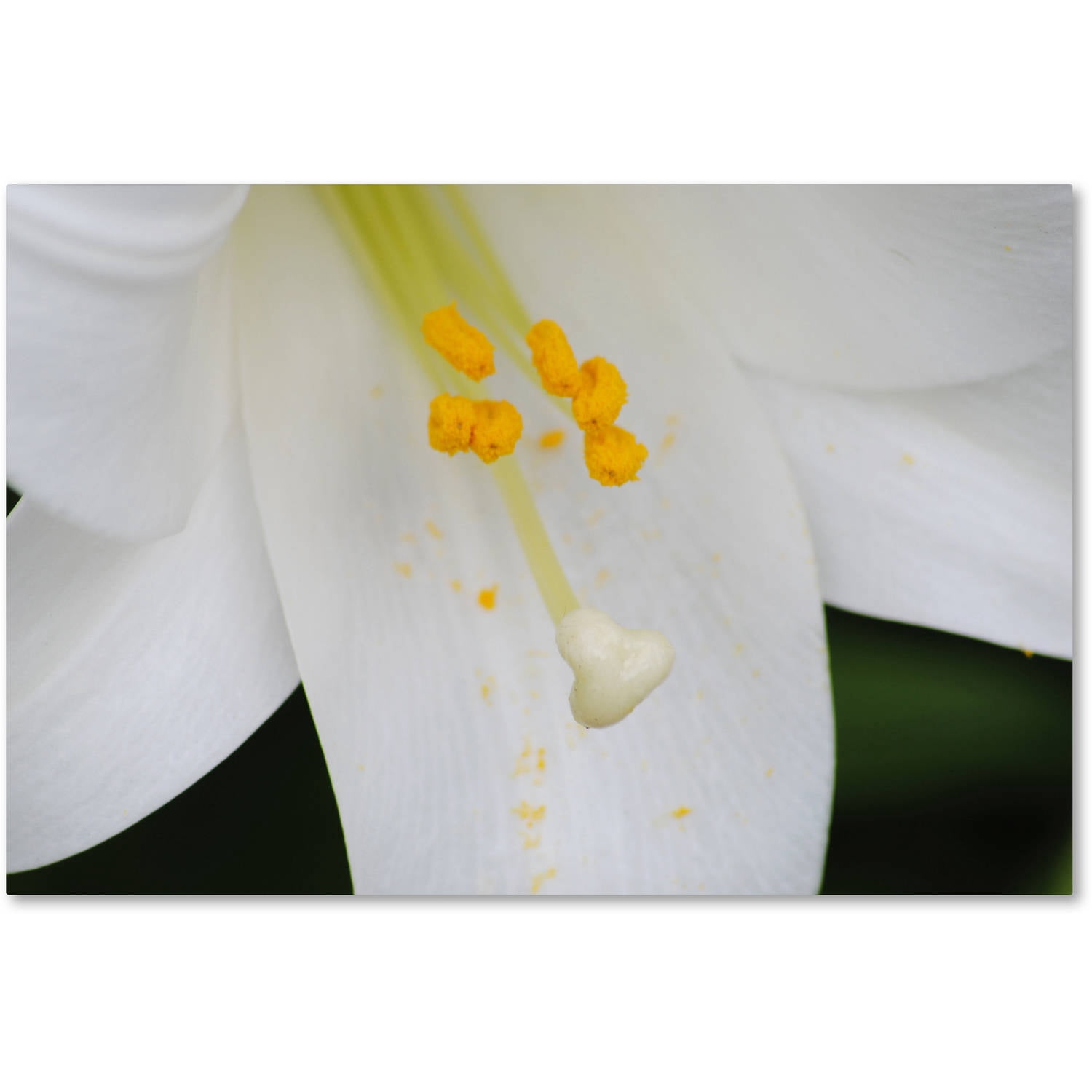 Trademark Fine Art "Adore You" Canvas Art by Monica Mize