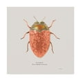 thumbnail image 1 of Trademark Fine Art 'Adorning Coleoptera V Sq Camelia' Canvas Art by James Wiens, 1 of 3